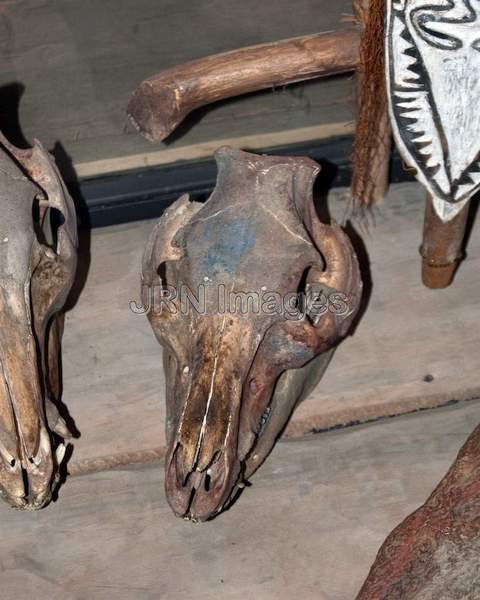 Pig skulls