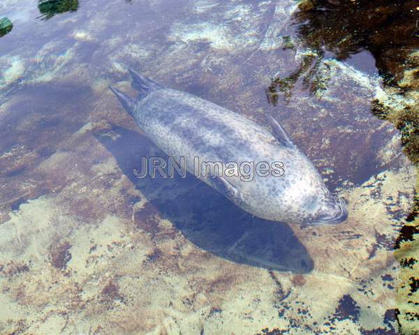 Harbor Seal