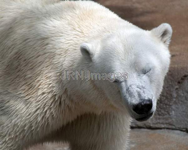 Polar bear