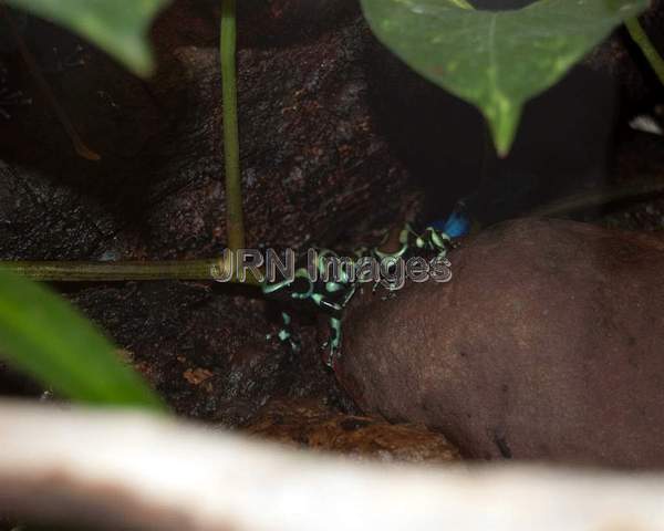 Green and Black Poison Frog