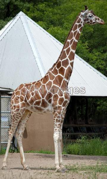 Reticulated Giraffe