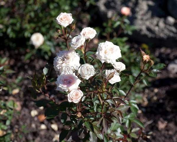 White Miniature Rose