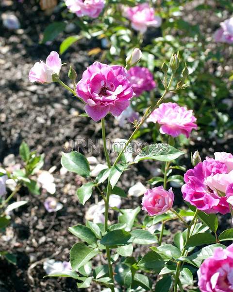 Brillian Pink Iceberg