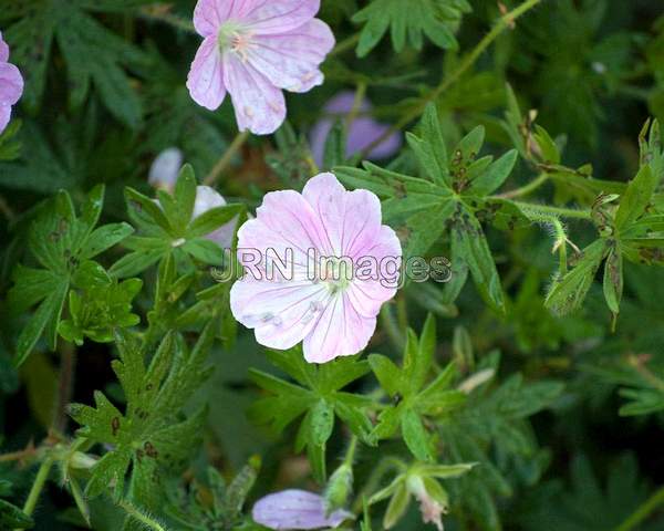 Geranium sanguieum