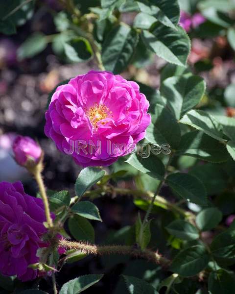 Moss Rose