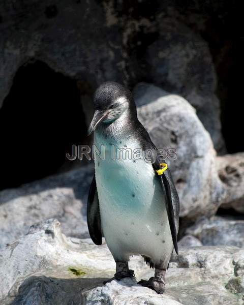 Humboldt Penguin