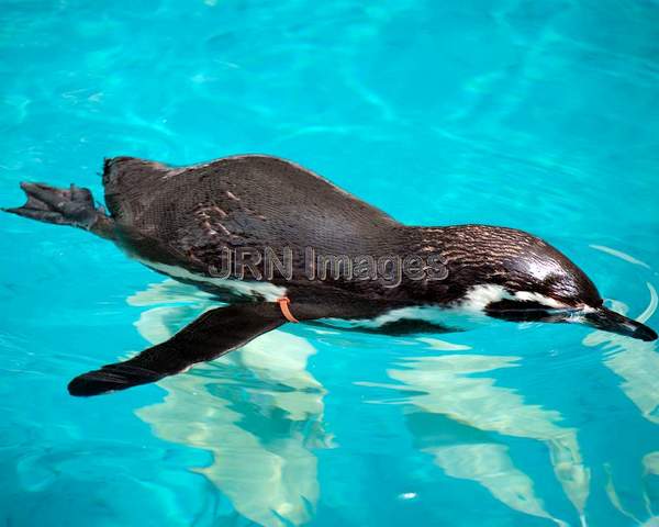 Humboldt Penguin