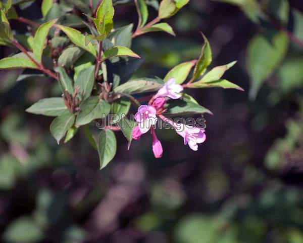 Pink Princess