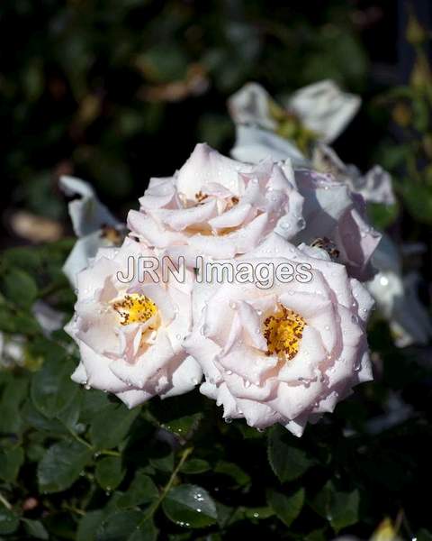 Hybrid Tea Rose -