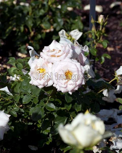 Hybrid Tea Rose