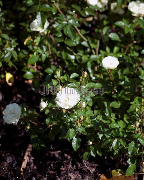 Miniature Rose