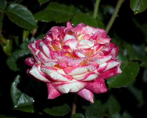 Hybrid Tea Rose