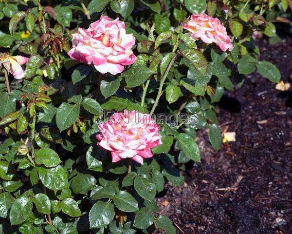 Hybrid Tea Rose