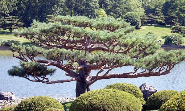 Japanese garden