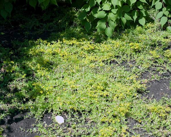 Sedum surmentosum -