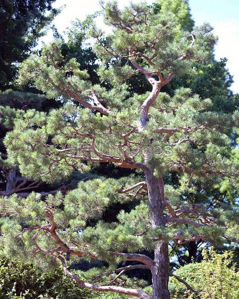 Scots Pine