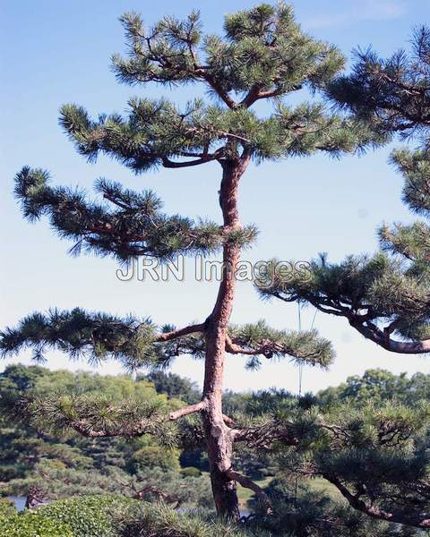 Scots Pine