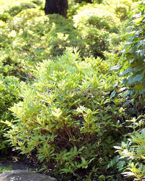 Rhododendron yedoense