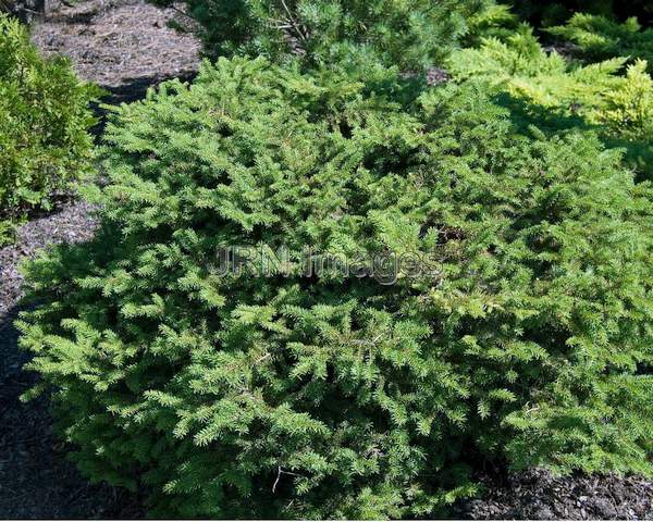 Elegans Dwarf Spruce