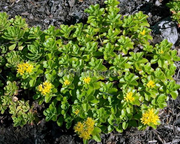 Kamchatka Sedum