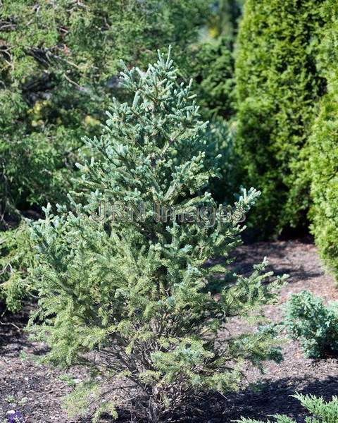 Black Spruce