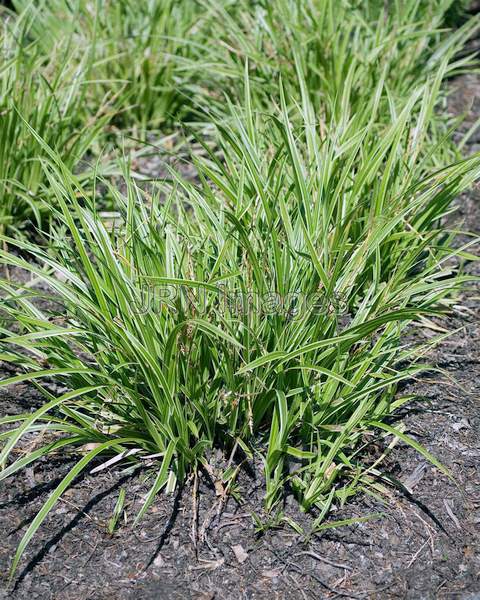 Japanese Silver Sedge