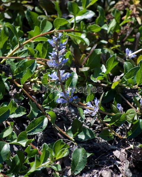 Notchleaf Willow