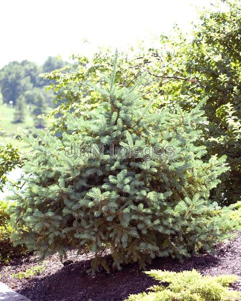 Dragon Spruce