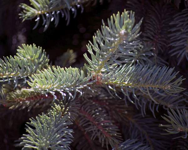 Dragon Spruce