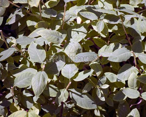 Birchleaf Spirea