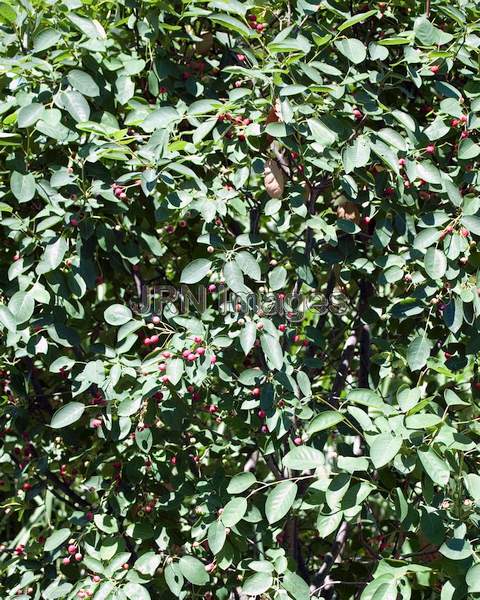 Apple serviceberry