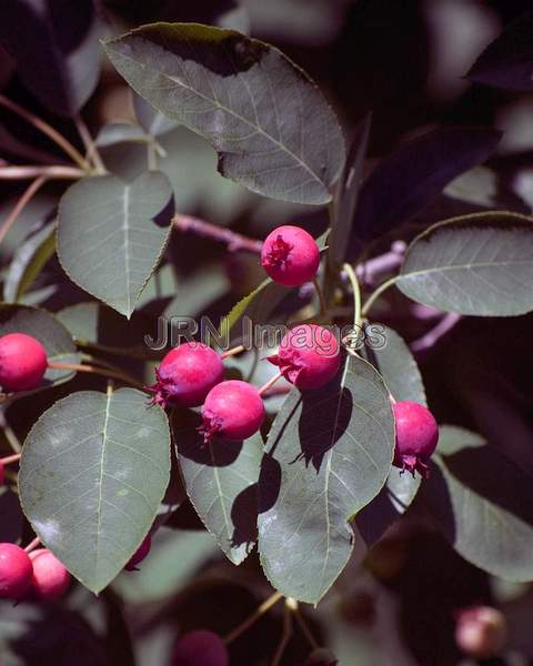 Apple serviceberry