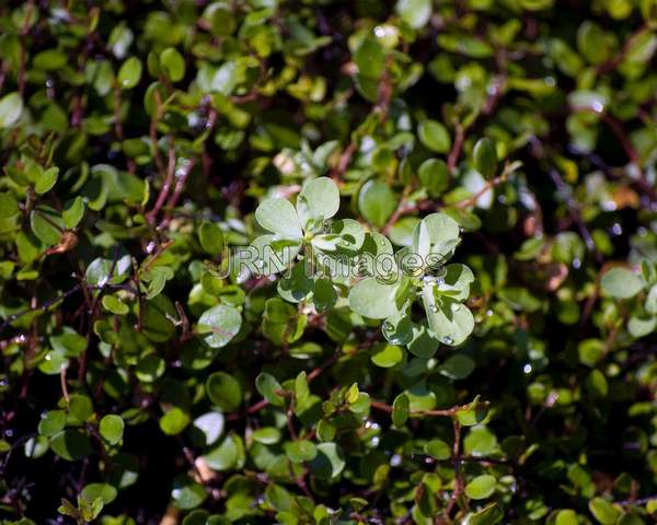 Wire Vine