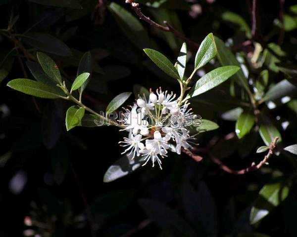 Rhododendron micranthum