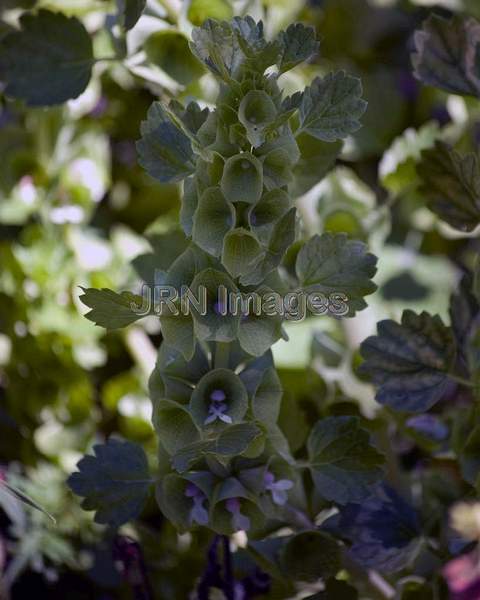 Sunset Foxglove