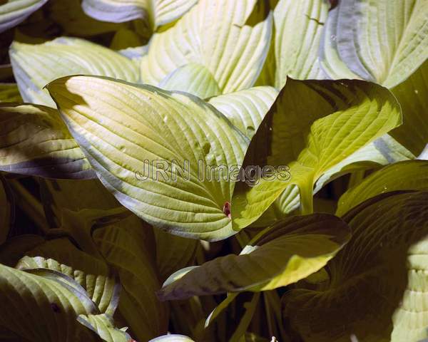 Hosta fortune