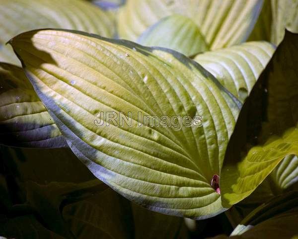 Hosta fortune