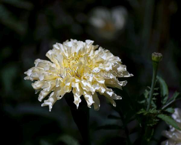 African Marigold