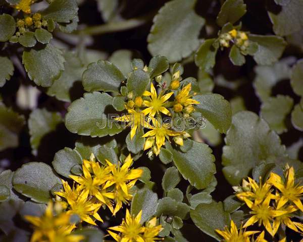 Ellacomb Stonecrop