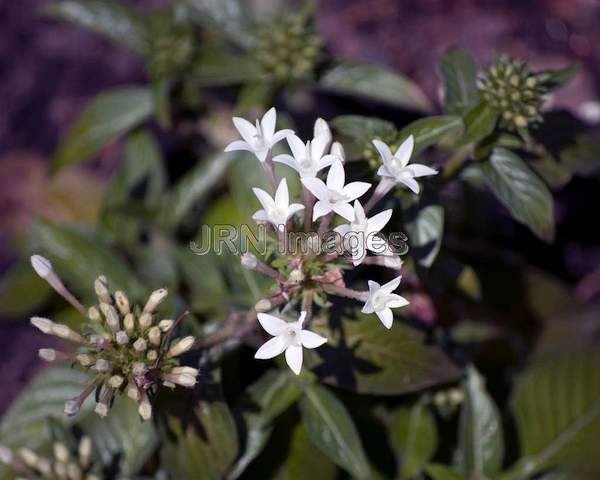 Butterfly White