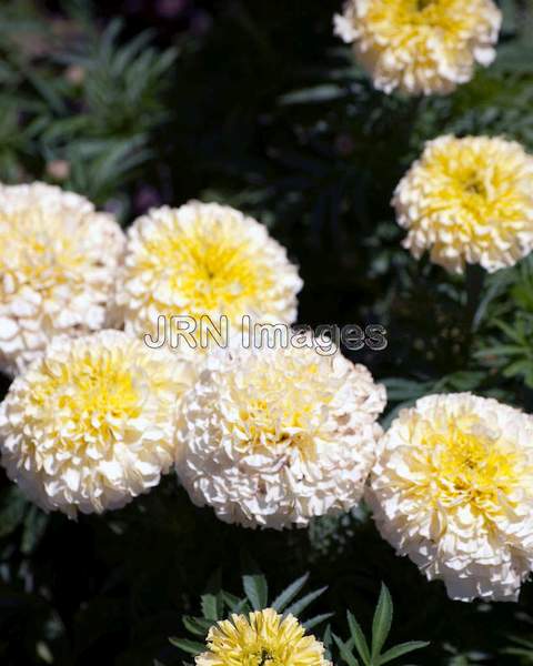 African Marigold