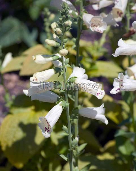 Foxglove