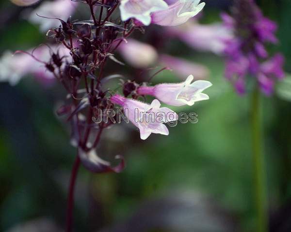 Penstemon