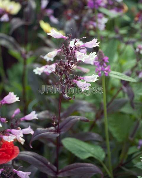 Penstemon