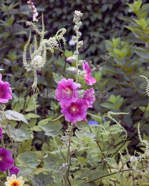 Happy Lights Hollyhock