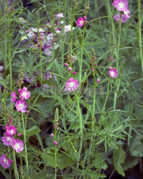 Checker Mallow