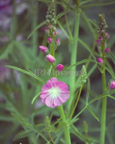 Checker Mallow