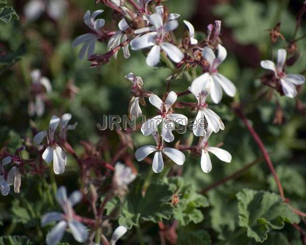 Pelargonium