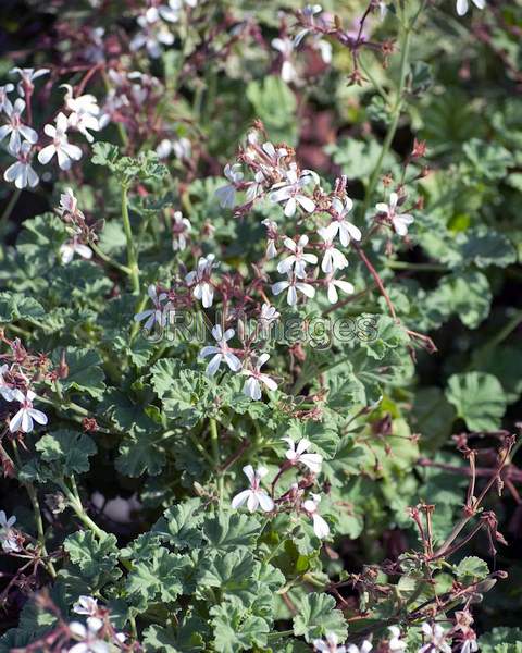 Pelargonium