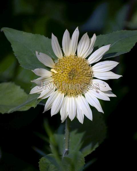 Italian White